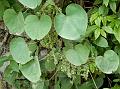 Velvet Leaf